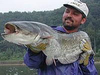 Wels Catfish