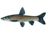 black carp