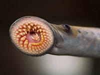 sea lamprey