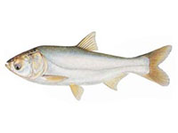 silver carp