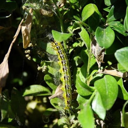 An olive green caterpillar with a black head, white stripe down its back and paired black dots along the white stripe crawling vertically on a boxwood tree.
