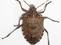 Brown marmorated stink bug