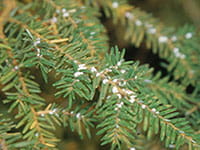 hemlock woolly adelgid
