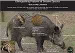 Russian boar features
