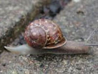Brown Garden Snail