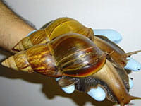 giant african snail