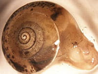 Girdled Snail