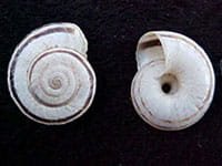 Heath Snail
