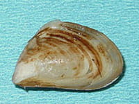 Quagga Mussel