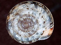 Wrinkled Dune Snail