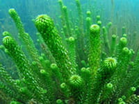 African Oxygen Weed