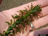 A Brazilian elodea plant shown on a person's hand