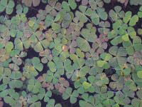 European Water Clover