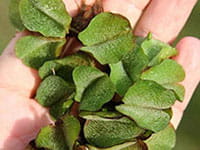 Giant Salvinia 