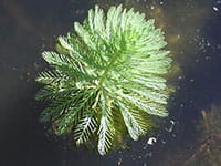 Parrot Feather