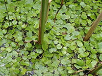 A bed of European frog-bit in shallow water with a cat-tail in the midst.
