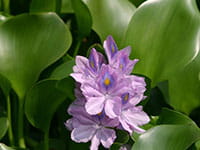 Water Hyacinth