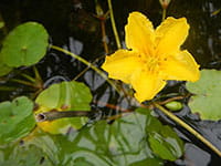 Yellow Floating Heart