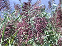 Phragmites 