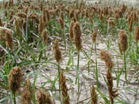 asatic sand sedge