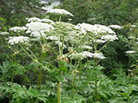 Giant Hogweed