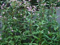 Himilayan Balsam