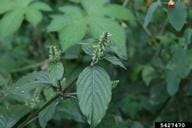 Japanese chaff flower leaves and flower