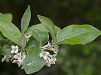Autumn Olive