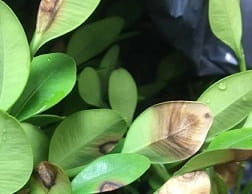 Boxwood blight leaf lesions