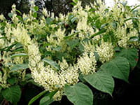 Japanese Knotweed