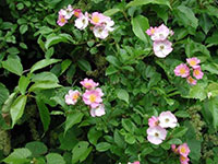 Multiflora rose