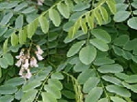 Black locust leaves