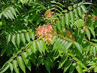 Tree of heaven