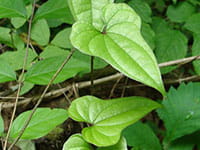 chinese yam