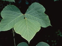 kudzu