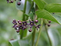 Black swallowwort