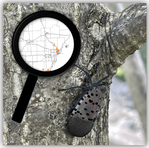 An image of a tree with an adult spotted lanternfly on the trunk. In the upper left, a magnifying glass showing a map with points.