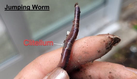 A hand holding a jumping worm between the thumb and index finger. The worm's clitellum is indicated with a label.