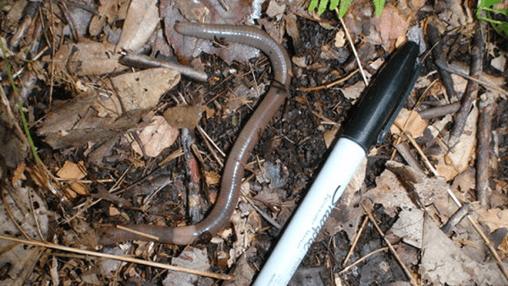 A jumping worm on a forest floor in leaf litter. A Sharpie marker lies next to it to indicate the worm's size.