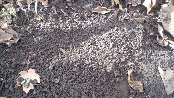 Bare soil characterized by small clumps about the size of coffee grounds, indicating the presence of jumping worms.