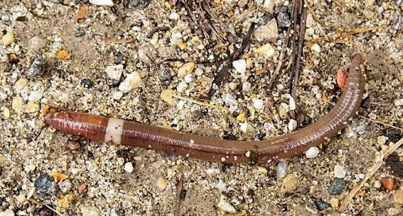 A shiny reddish-brown jumping worm outstretched on gravel.