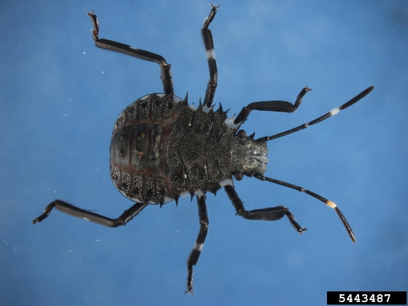 A black, six-legged brown marmorated stink bug nymph.