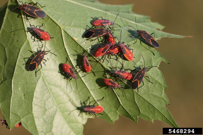 Sixteen boxelder bugs, representing multiple life stages, crawling on the underside of a leaf. 
