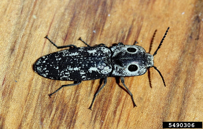 An Eastern eyed click beetle on a wooden table top.