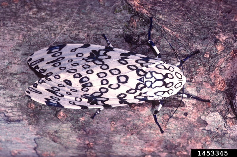 A white giant leopard moth with black circles patterned across its wings sits with wings folded on a tree trunk.