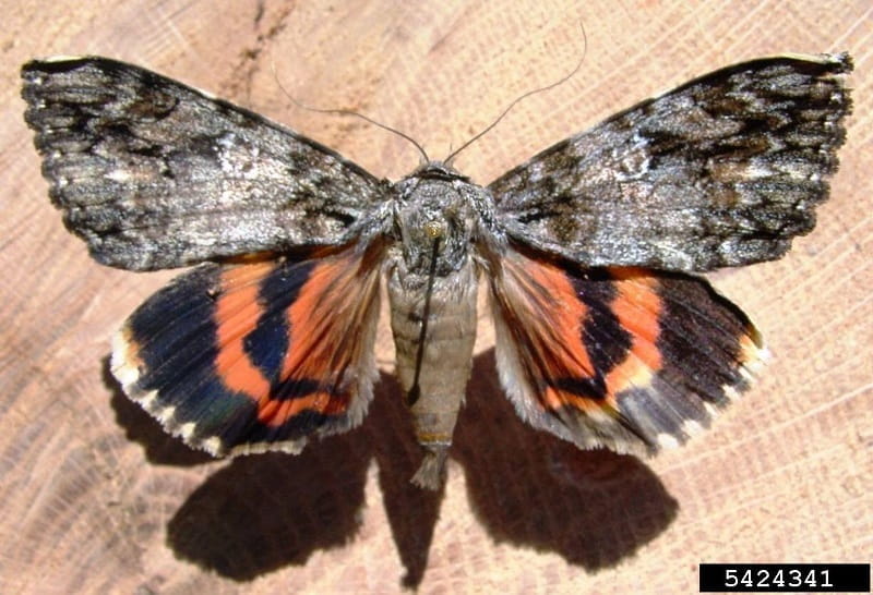 An ilia underwing moth with open wings displayed on a wooden table top.