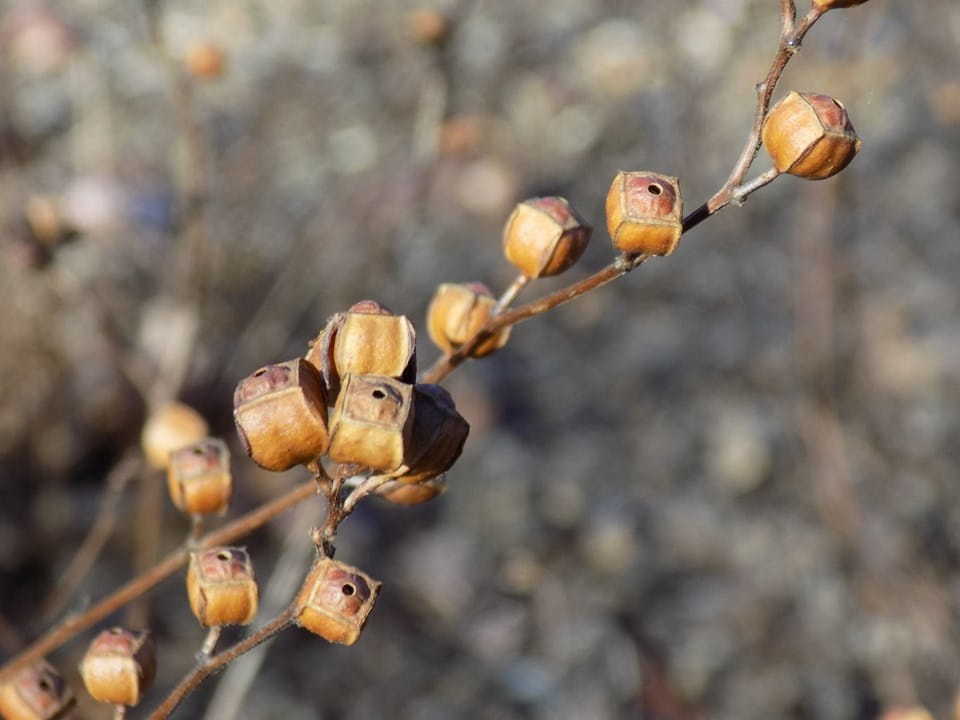 Two brown stems, each bearing several cube-shaped brown seed pods, each with a small, round hole in the top.