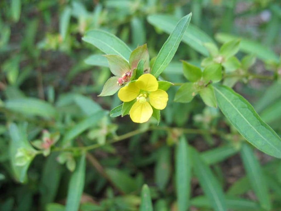 A yellow, four-petaled flower of the Ludwigia alternifolia plant, with its slender, long leaves in the background.