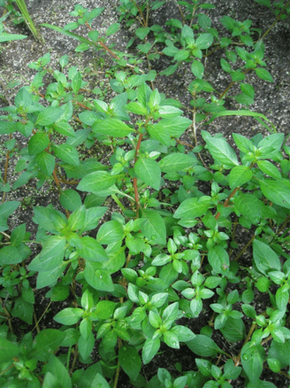 Looking down at the top of a many-stemmed Ludwigia palustris plant with leaves in patterns of four around the stem.