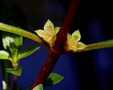 A stem with two small, greenish-yellow, four-petaled flowers in parallel positions, each nestled between the stem and a narrow, long leaf.